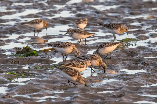 B&eacute;casseaux sanderling