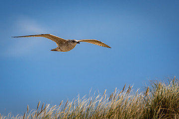 Möwe