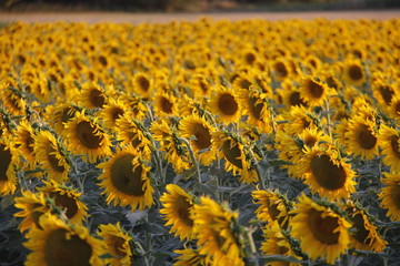Campo de girasoles