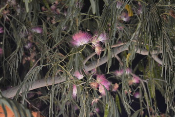 Beautiful southern shaggy flowers of purple and white with delicate green friable leaves and light...