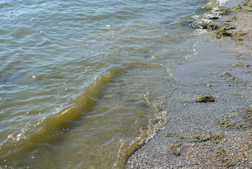 Beautiful waves of the black sea on yellow wet sand with green algae