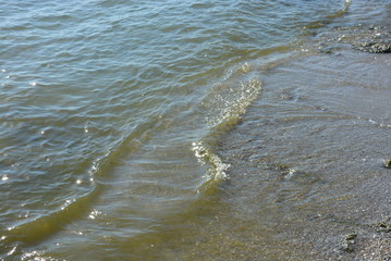 Beautiful waves of the black sea on yellow wet sand with green algae