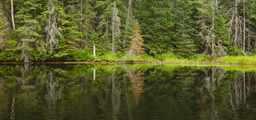 Forest reflection in still water, calm evening