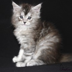 Fototapeta na wymiar Black Silver Torbie Maine Coon Kitten 6 Weeks Old 