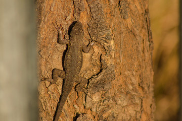 The climbing lizard