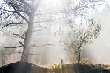 Sunbeams through fog create mystic atmosphere in a pine forest.