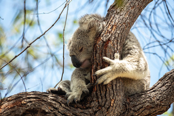 Koala-Bär in freier Wildbahn