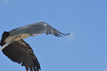 Obraz premium safari