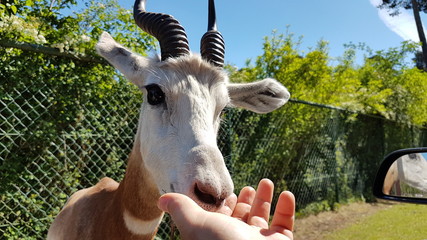 Serengeti Park Germany ( Hodenhagen)
