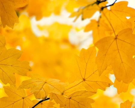 Defocused orange maple leaves, blurred autumn golden background. Empty place for text. Copy space.