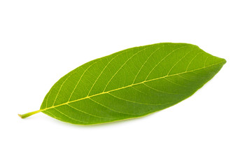 Obraz premium custard apple green leaves nature on white background