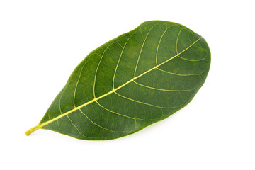 Jackfruit green leaves nature on white background