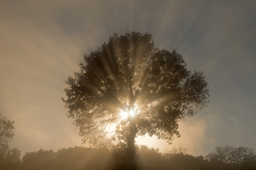 Sunset sunbeams shining through a misty tree.