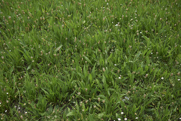 Plantago lanceolata