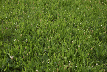 Plantago lanceolata