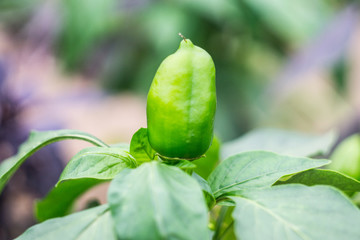 A branch of fresh green pepper growing in a greenhouse on a farm