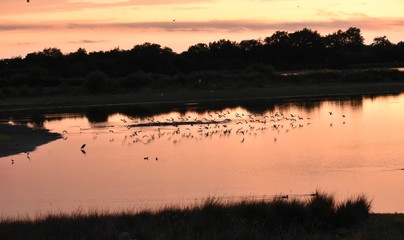 Obraz na płótnie Canvas Un envol d'oiseaux sur un étang pendant un splendide coucher de soleil