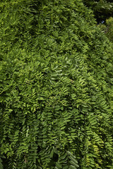 Styphnolobium japonicum pendula