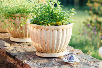 A cup of coffee on a stone fence with flowers in the garden