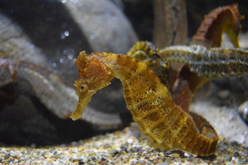Hippocampe