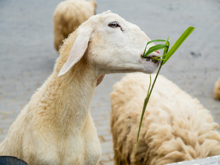 The sheep eating.