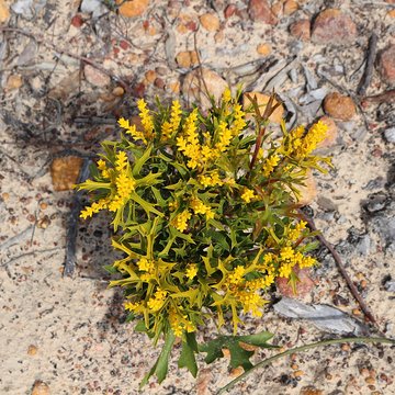 Synaphea spinulosa - a shrub in the flowering plant family Proteaceae,  endemic to Western Australia