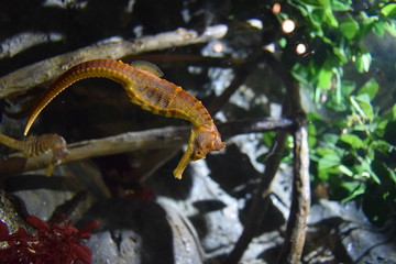 Hippocampe