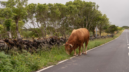 Kuh auf der Straße,  Azoren