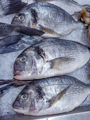 Variety of sea fishes on the counter in a greek fish shop
