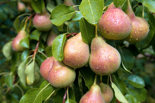 Harvest of ripe pears on branches.