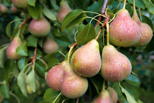 Harvest of ripe pears on branches.