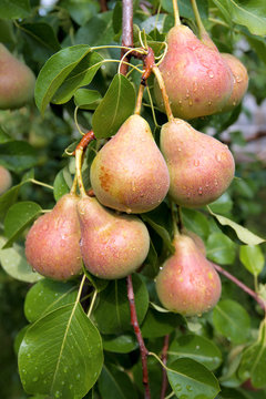 Harvest of ripe pears on branches.