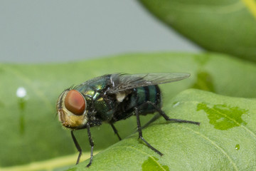 fly on the leaf