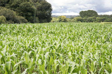 Growing corn field with trees at the back and bue sky. Agricultural landscape.