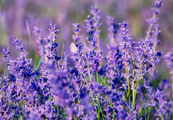 butterfly on lavender flowers in the meadow