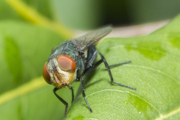 fly on the leaf