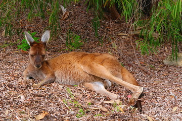 Wild sleepy kangaroo in the Yanchep National Park near Perth, Western Australia