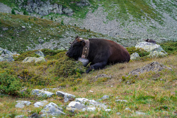 Black Cow Sitting on a River