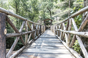 Fototapeta premium Green forest