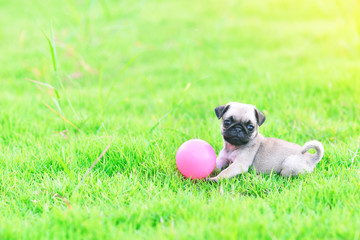Obraz premium Cute puppy brown Pug playing with ball in garden 