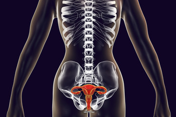 Anatomy of female reproductive system, 3D illustration. Female gynecology organs highlighted inside body