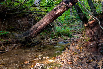 A forest stream and a fallen tree. Dolginsky ravine, Obninsk, Russia
