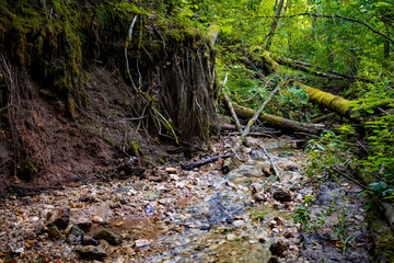 Forest stream and tree roots. Dolginsky ravine, Obninsk, Russia