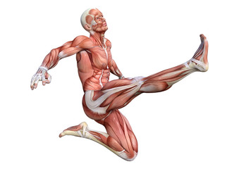 3D Rendering Male Anatomy Figure on White