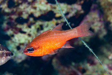 Red Cardinalfish Apogon imberbis