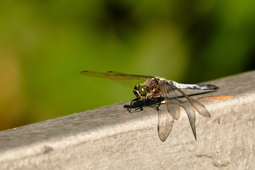 Libelle sitzt auf einer Mauer mit Natur Hintergrund