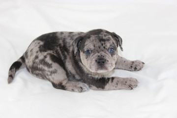 Welpen Merle Bulldog Französich