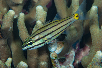 Split-Banded Cardinalfish Apogon compressus