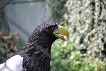 Front side portrait of Giant Eagle at zoological garden