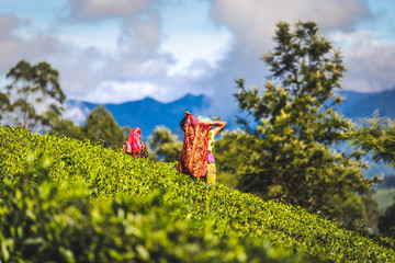 Cueilleuse de feuilles dans les plantations de Thé Sri Lanka
